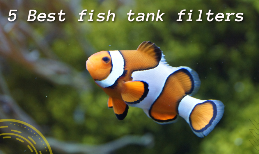 5 Best 20 Gallon Fish Tank Filter For Your Fish Tank In 2022