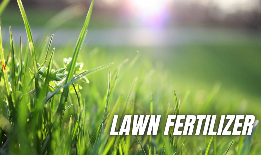 5 Best Fertilizer For Bermuda Grass