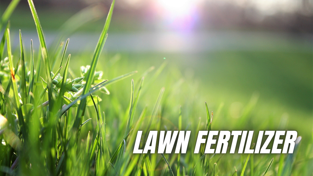 bermuda grass fertilizer