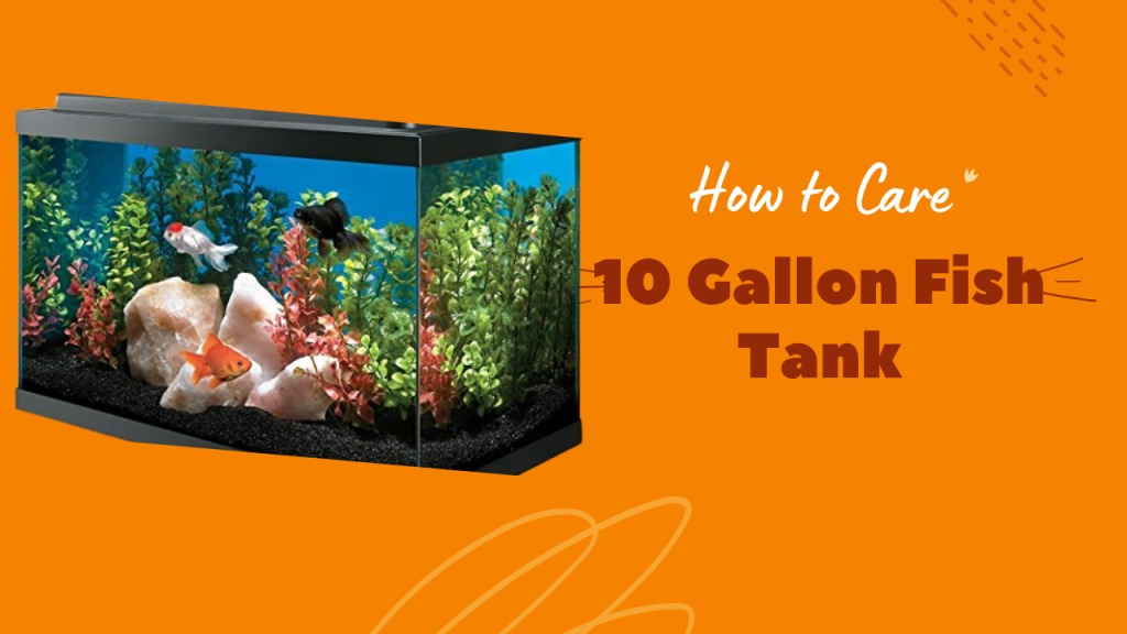 How to Establish and Care for a 10 Gallon Fish Tank Win For Home