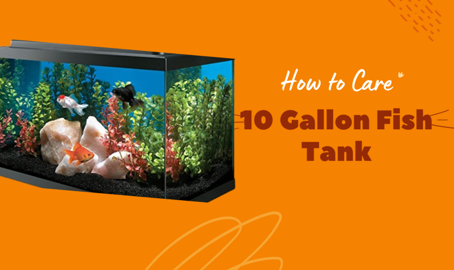How to Establish and Care for a 10 Gallon Fish Tank