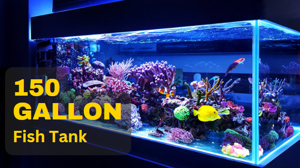 The Best Filtration System for a 150 gallon Fish Tank
